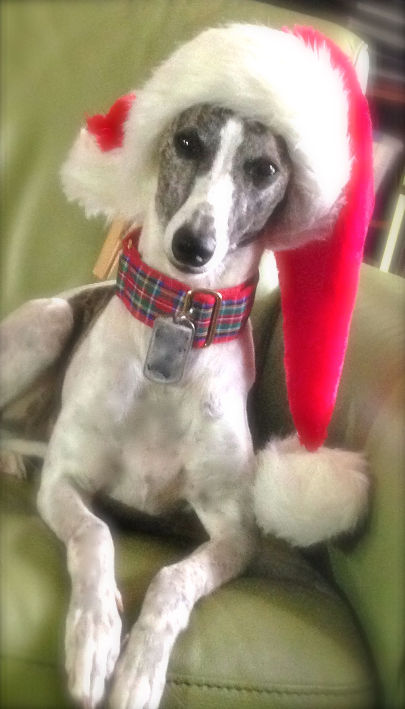 Whippets, the Best Kept Secret of the Dog World