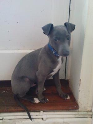 whippet coat puppy grey colors