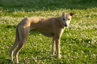 Whippet Fun: Bailey and Cooper