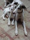 Whippet puppy and uncle, both beautiful for me!