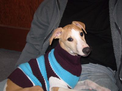 Spanky's first sweater !