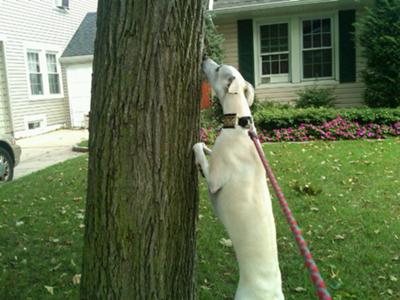Trying to chase a squirrel up a tree :-)
