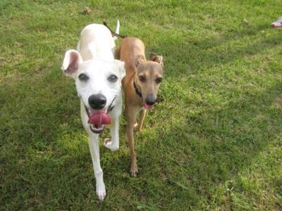 Whippet and Italian Greyhound