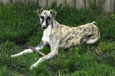 Whippet Puppies on Whippet Puppies Picture Contest  Baby Boy  Bo