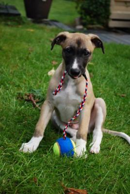 Whippet Puppies on Whippet Puppies  When Opus Changed My Life