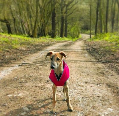 Winston in his read coat.