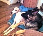 Tank the Whippet and our 2 GSD by Judy Anderson 