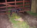 bert hunting whippet