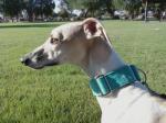 whippet head