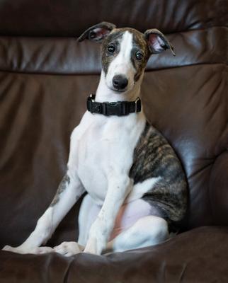 brazier brindle puppy on sofa