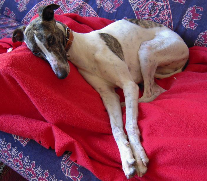 lola long leggs on sofa