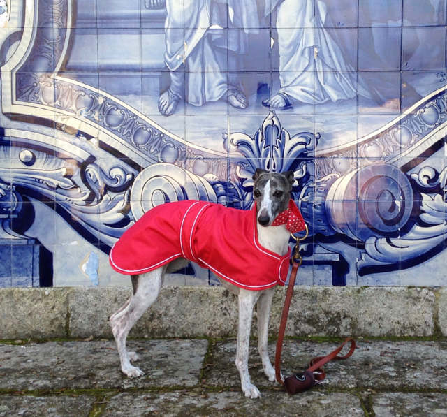 Whippet coats discount for winter