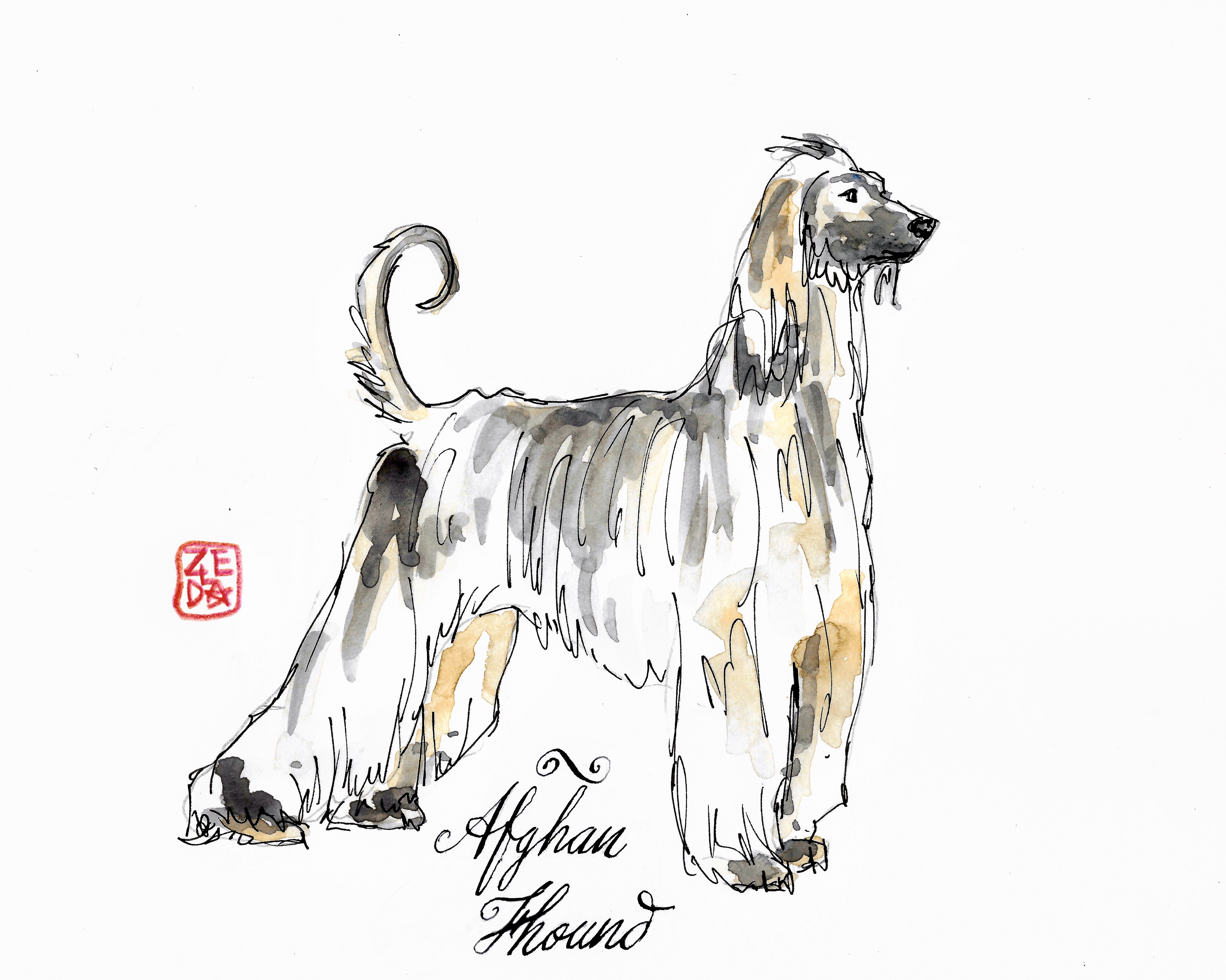 afghan hound watercolor