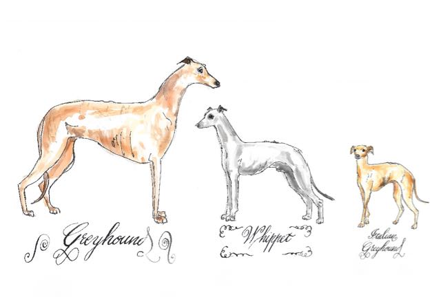 Italian Greyhound, Whippet, Greyhound Sighthound Dog Breeds