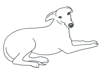 Download Whippet Clipart