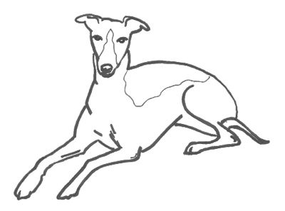 Download Whippet Coloring Pages