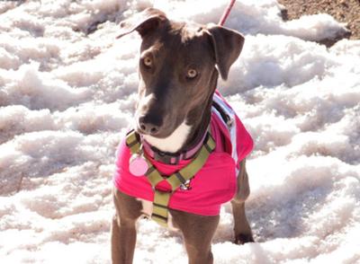 Weimaraner whippet online