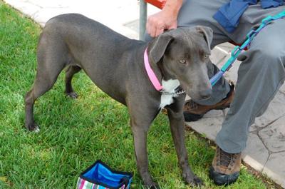 Weimaraner whippet online