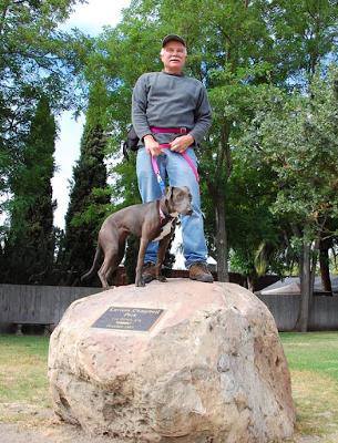 Weimaraner whippet online