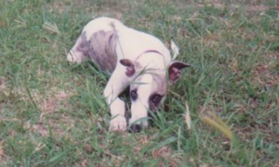 Brock the cheeky whippet