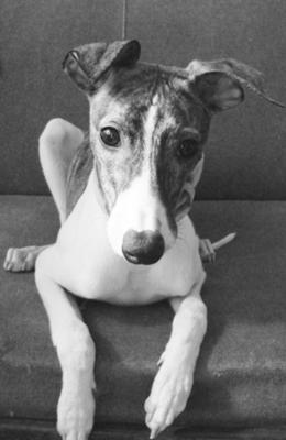 alvin puppy in black and white