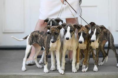 Kisharo whippets shop