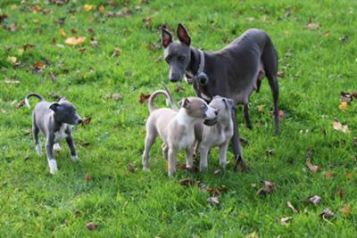 Autumn Whippets