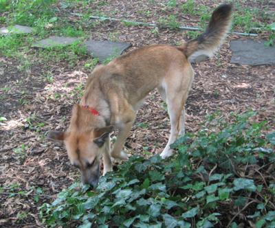 Belle blending into the back yard