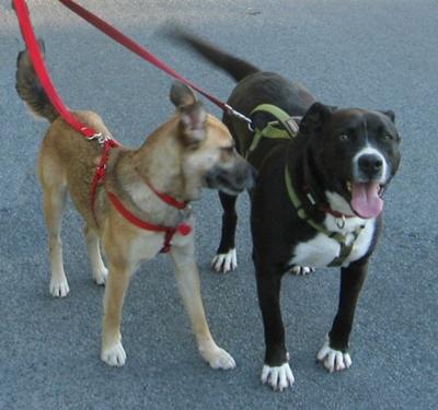 Bell and Brando on a walk