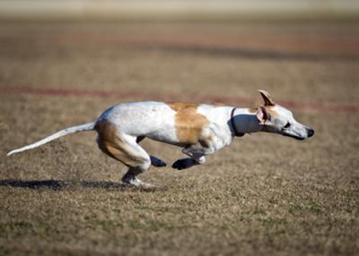 Bella Luna digs a corner during a run