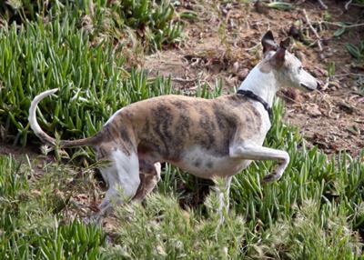 Bryon goes on the prowl for a squirrel