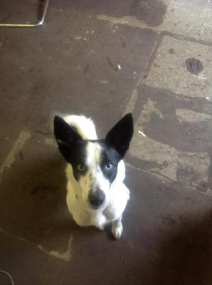 border collie cross whippet puppies