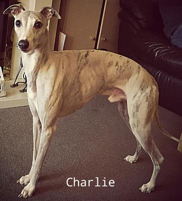 Whippet Stories, Info, Pics and Tips