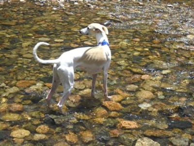 Corbin ~ Pecos River, Pecos NM