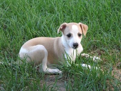 whippet mix puppies