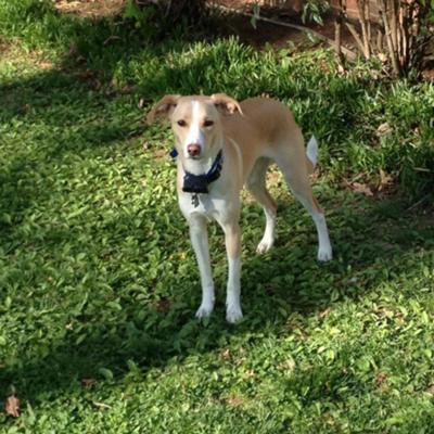 Badeværelse Svane Mathis Dakota, a Loving Whippet Mix