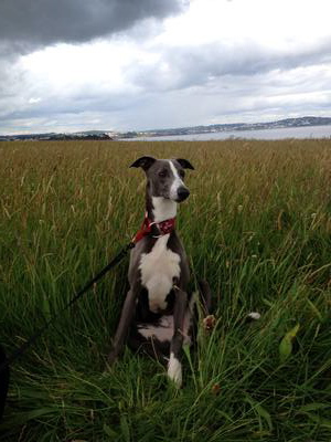 Dexter the whippet in a field