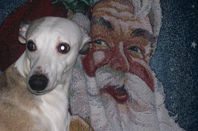 Bandit trying to butter up the Santa Blanket!!