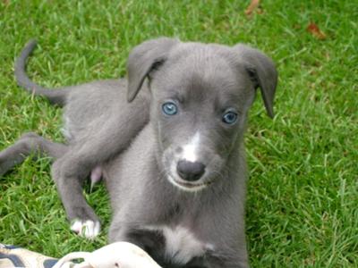 Lance at 8 weeks old