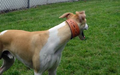 Lovely collar