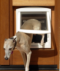 whippet door