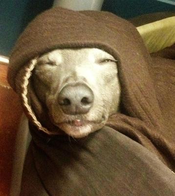 Jedi Whippet