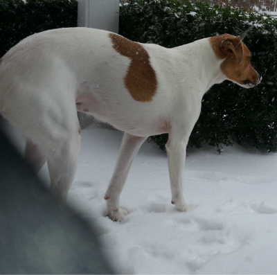 Fonda in the snow