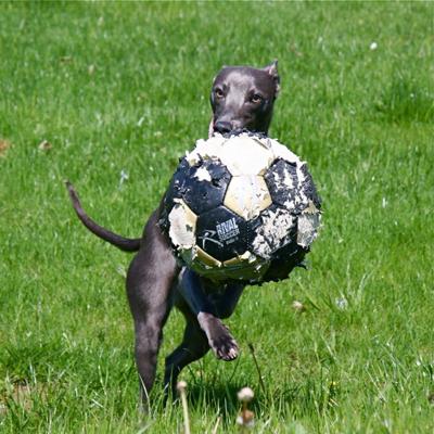 Bailey Soccer Star