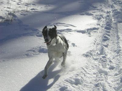 Bonnie running in the snow.