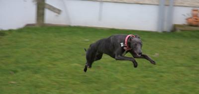 Air Whippet