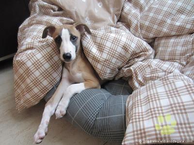 Fawn whippet puppy Gala