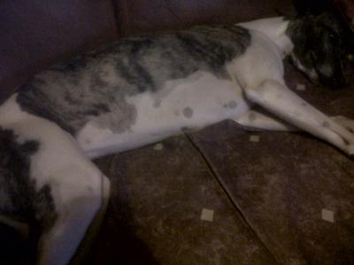 Pregnant whippet best sale