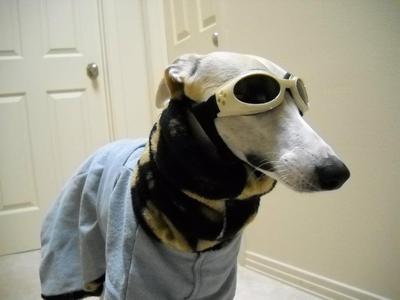 Celebrity Hound