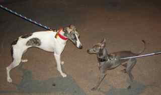 italian greyhound v whippet